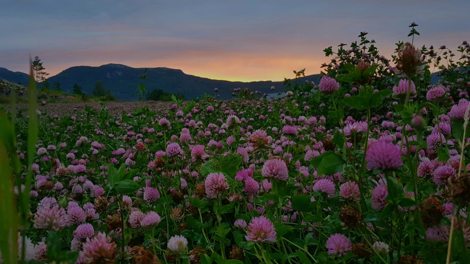 Kløver på jordet Galleribilde