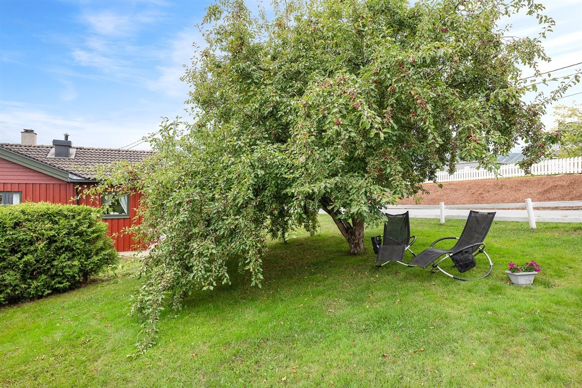 Solrik hage med plenareal, prydbusker, hekk og diverse beplantninger. Galleribilde