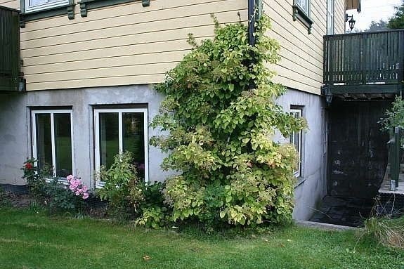 Hjørneleilighet i kjeller (huset er nå hvitmalt) Galleribilde