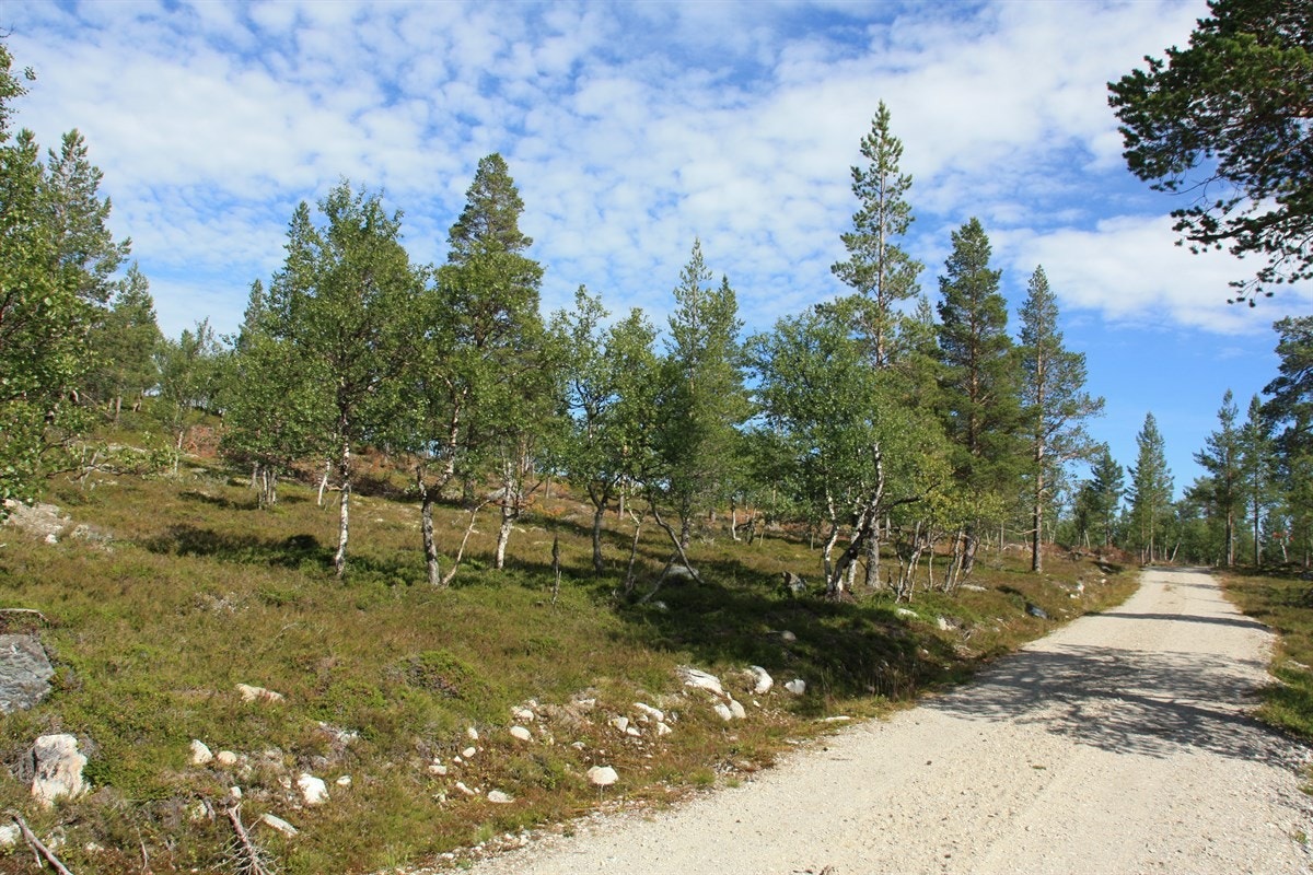 Fra veien opp mot Langmyregga 61 på venstre side Galleribilde
