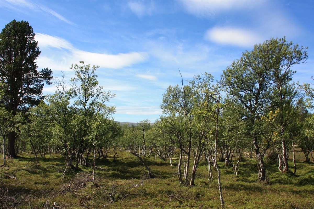 Langmyrsegga 64 og 65 3 Galleribilde