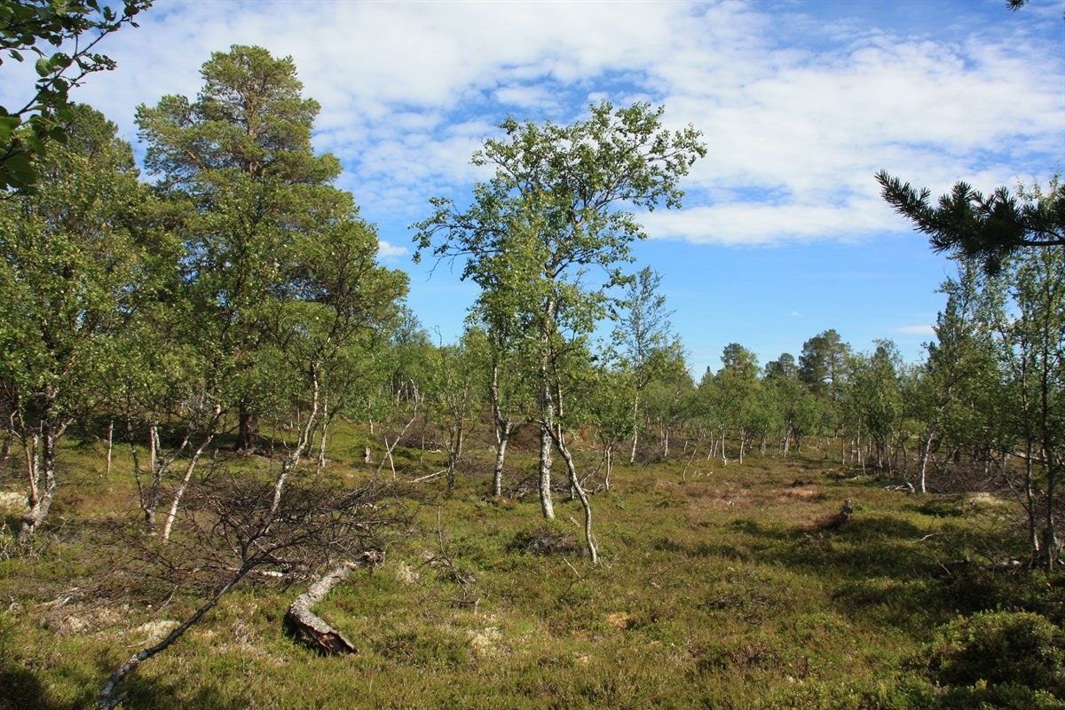 Langmyrsegga 64 og 65 5 Galleribilde