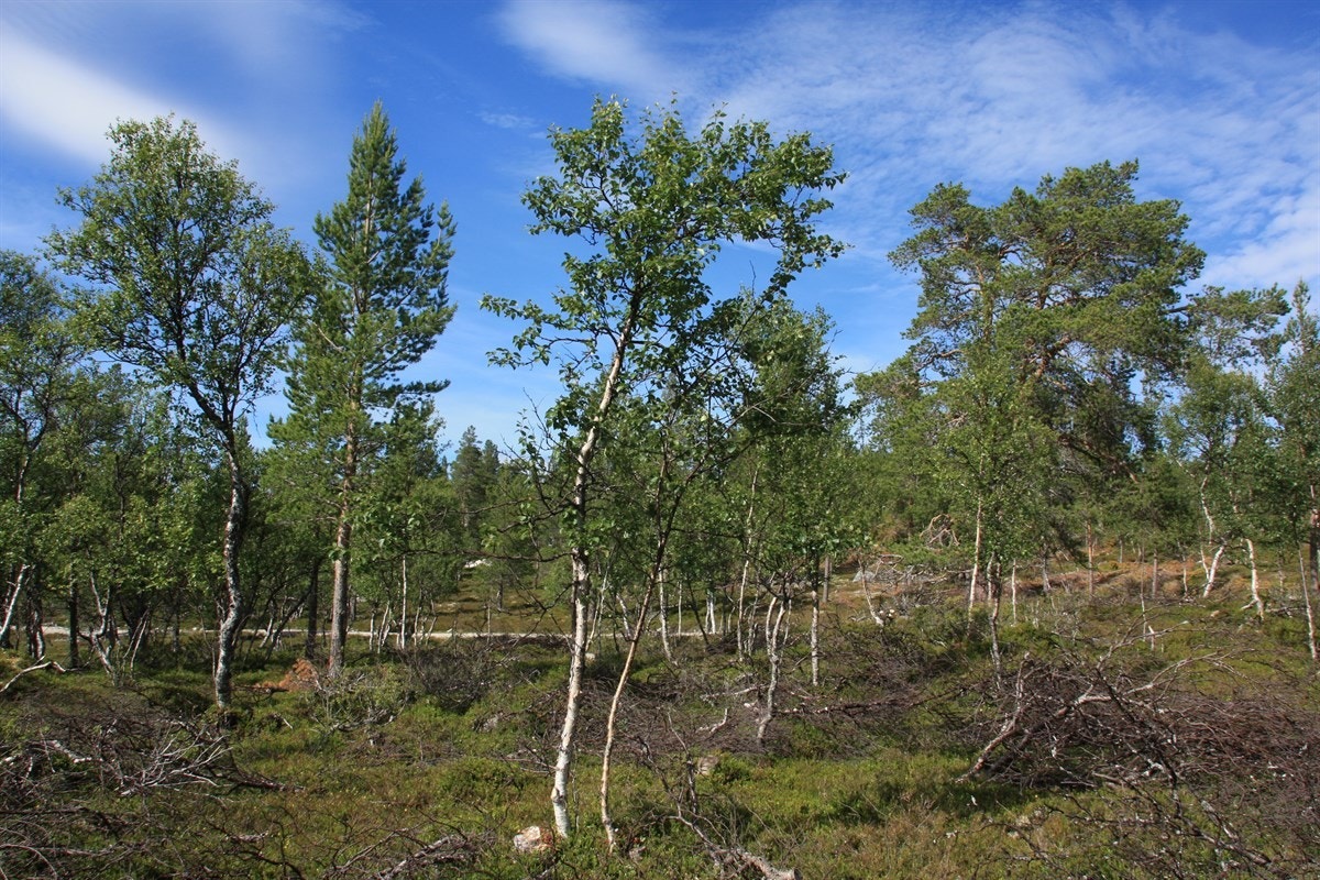 Langmyrsegga 64 og 65 6 Galleribilde