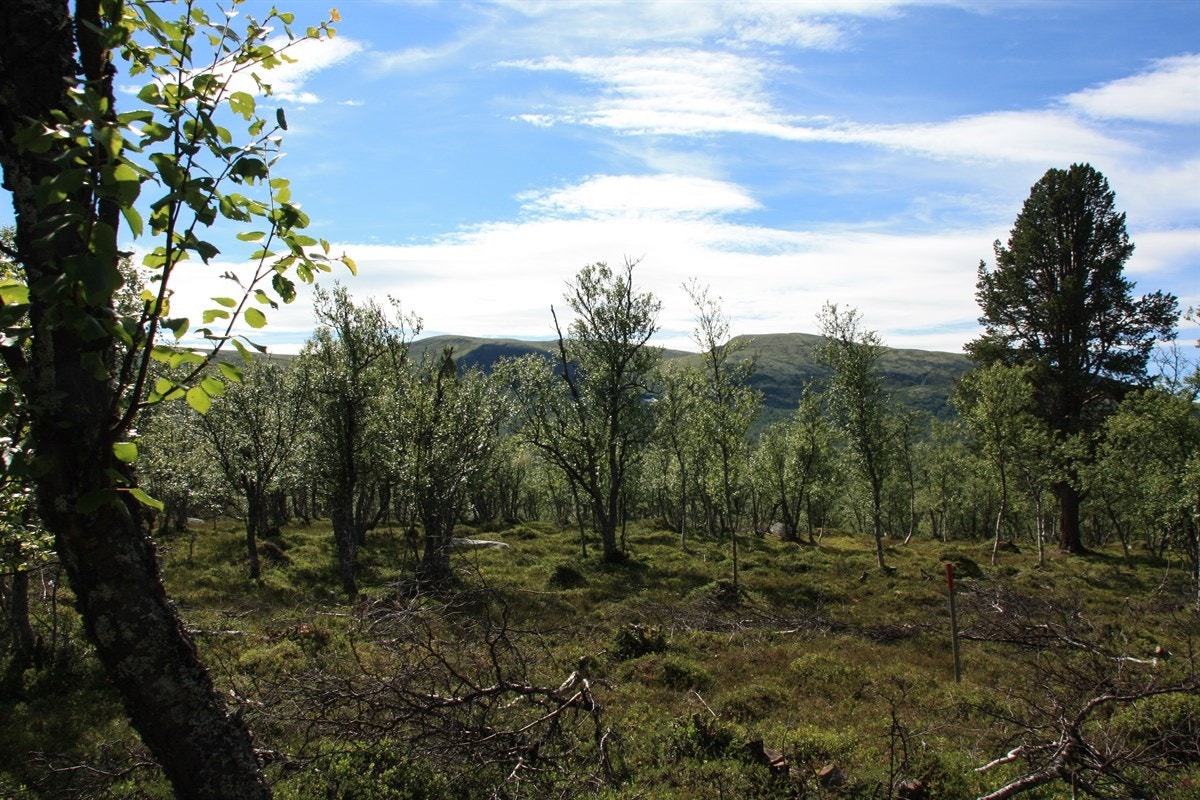 Langmyrsegga 64 og 65 4 Galleribilde