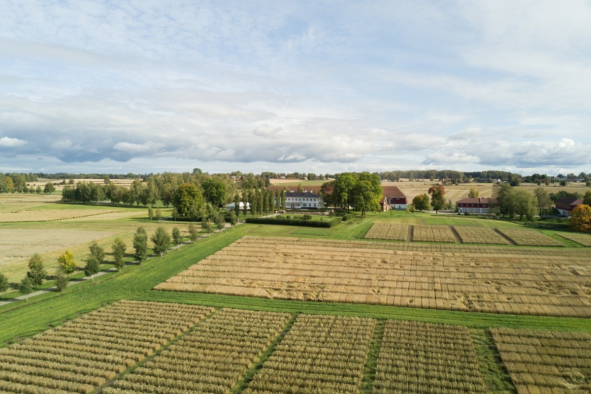 Graminor har en omfattende virksomhet på eiendommen Galleribilde