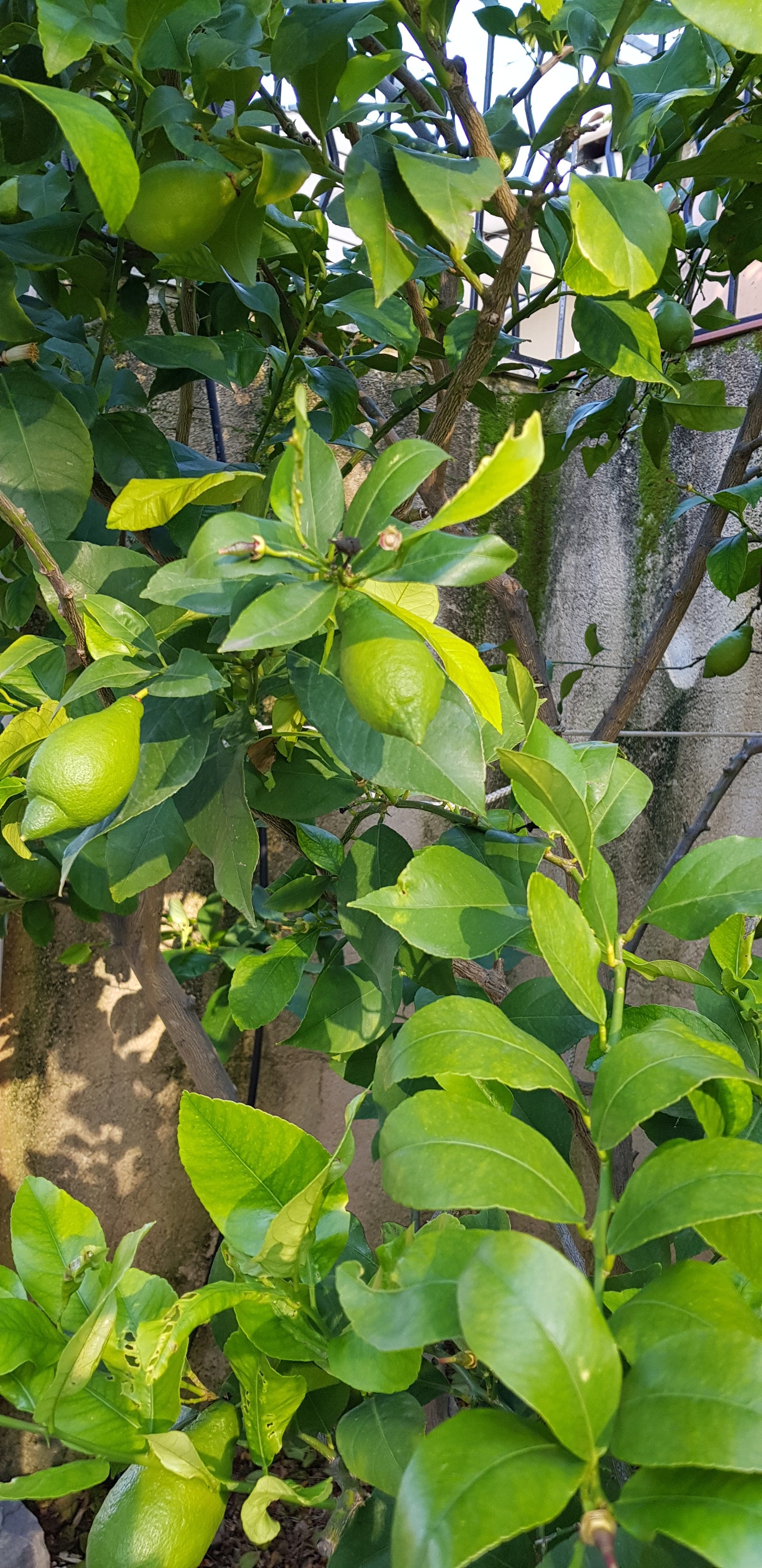 Sitroner i hagen Galleribilde