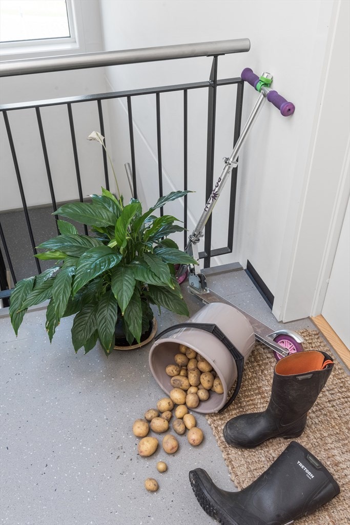 Potet høst Galleribilde