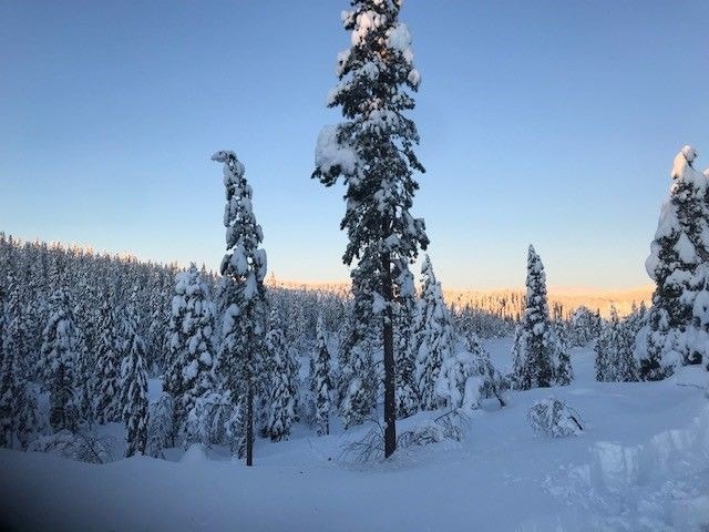 Snøsikkert og vakkert en novemberdag Galleribilde