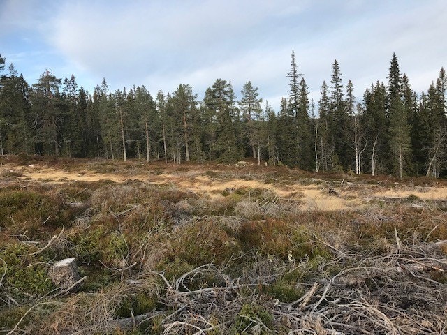 Skogen som nabo Galleribilde