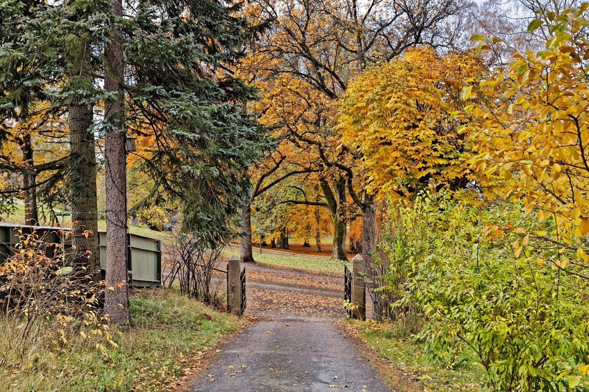 Innkjøringen med felles skog til venstre, St. Hanshaugen rett frem og den vakre hagen bak hekken til høyre. Galleribilde
