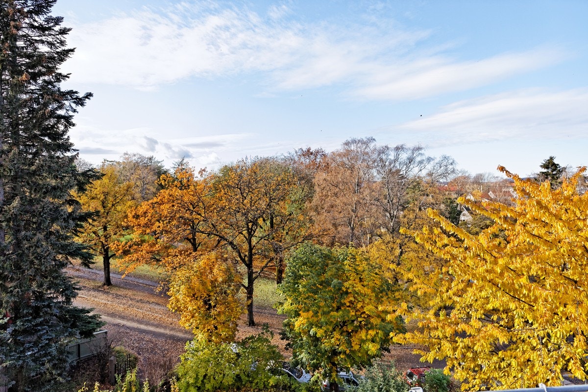 Utsikt mot St. Hanshaugen-parken fra stuen. Galleribilde