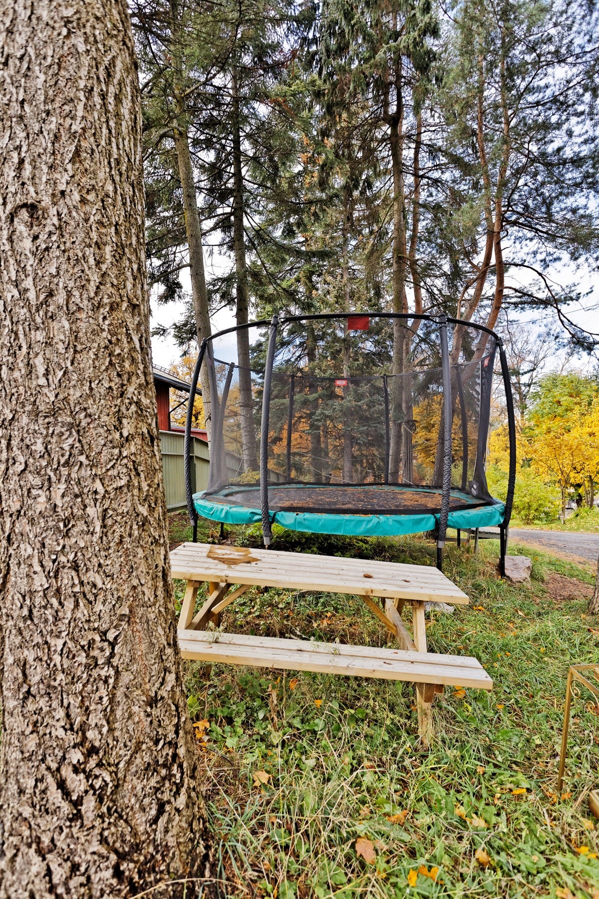 Felles skog/ustelt del av hagen med sipliner, sandkasse, huske, trampoline, byens flotteste belyste juletre. Galleribilde