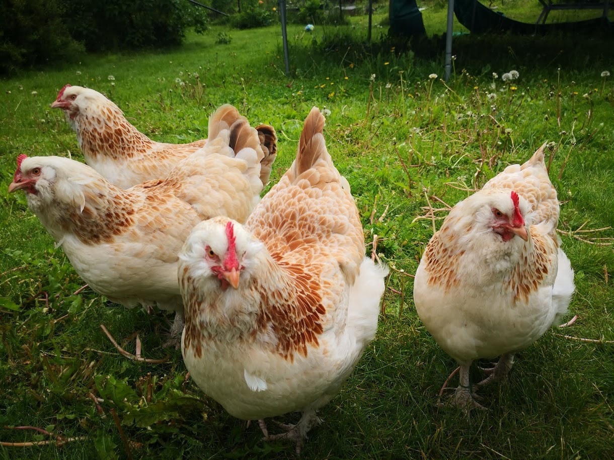 I hagen er det frittgående høner Galleribilde