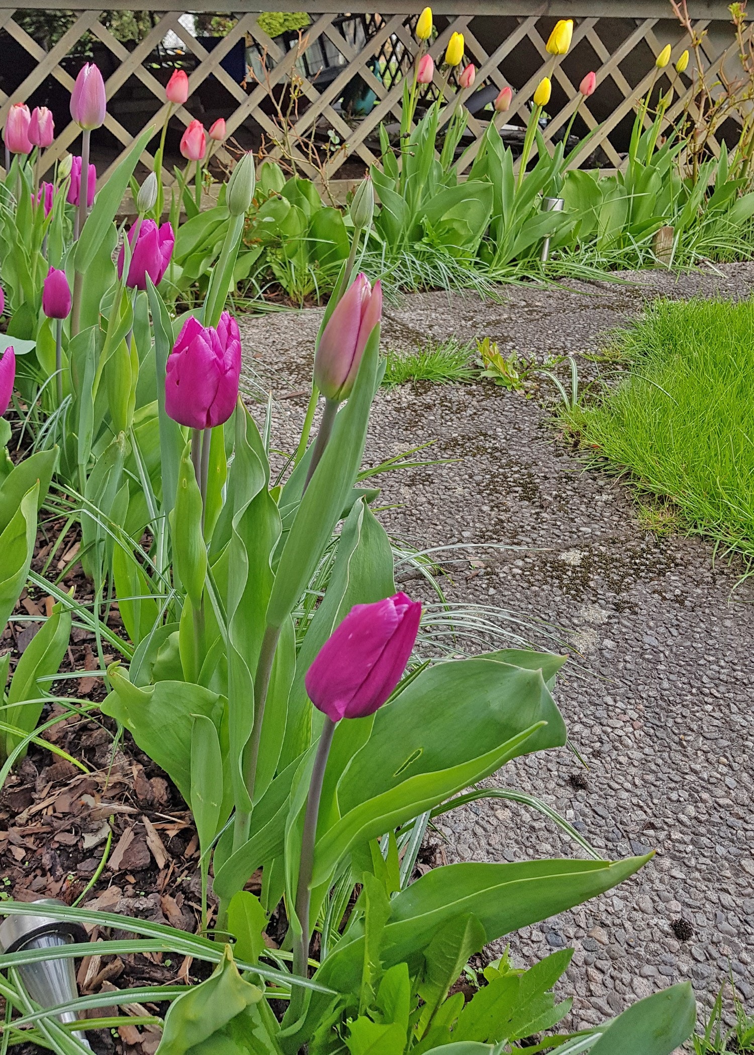 Tulipanblomstring på Nenset Galleribilde