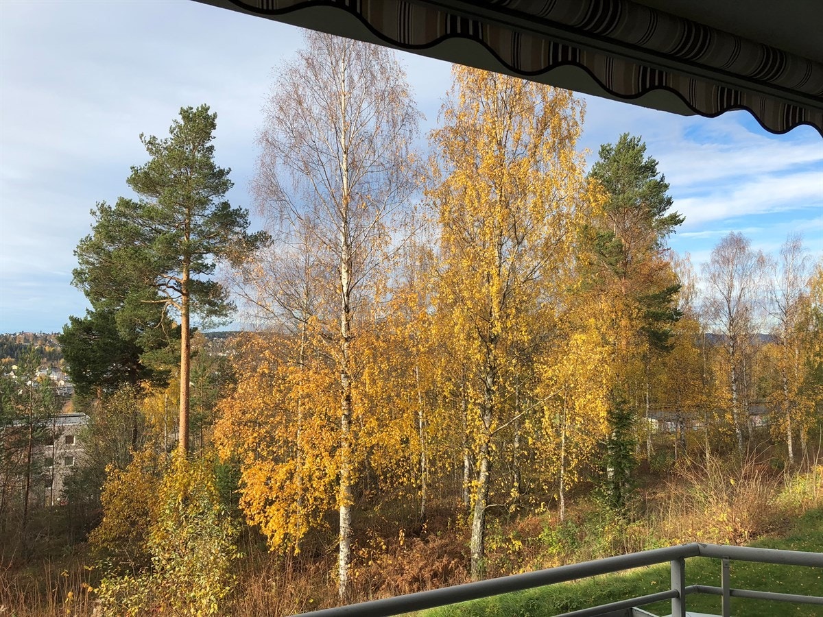 Skogholtet i høstskrud Galleribilde