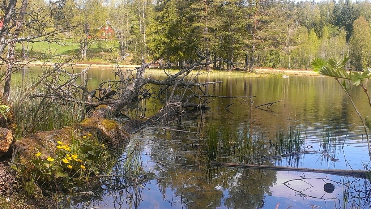 Nøklevann med Sørli besøksgård i bakgrunnen Galleribilde