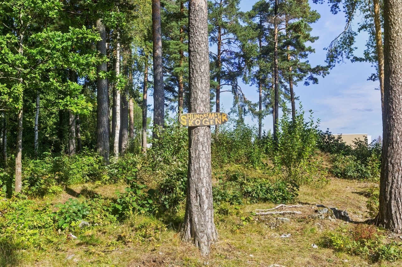 Hundremeterskogen. Galleribilde