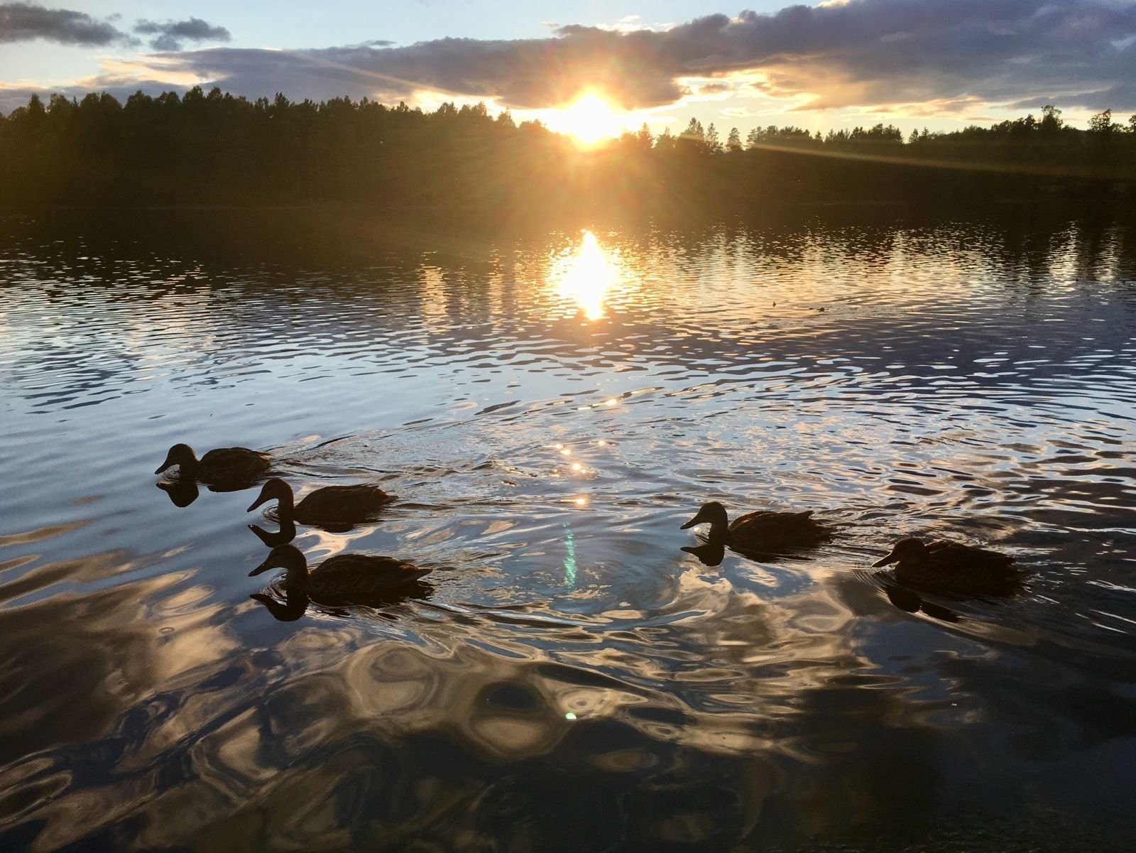 Sommerparadiset Galleribilde