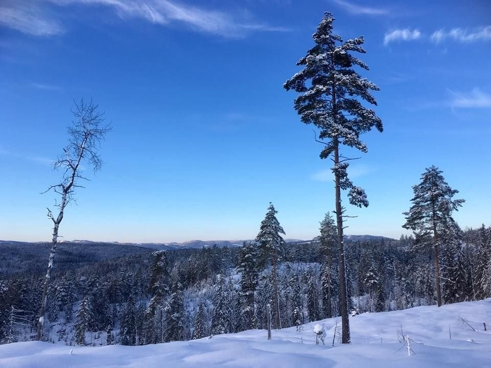 Bo ski inn/Ski out - Kjekstadmarka med preparerte flotte løyper Galleribilde
