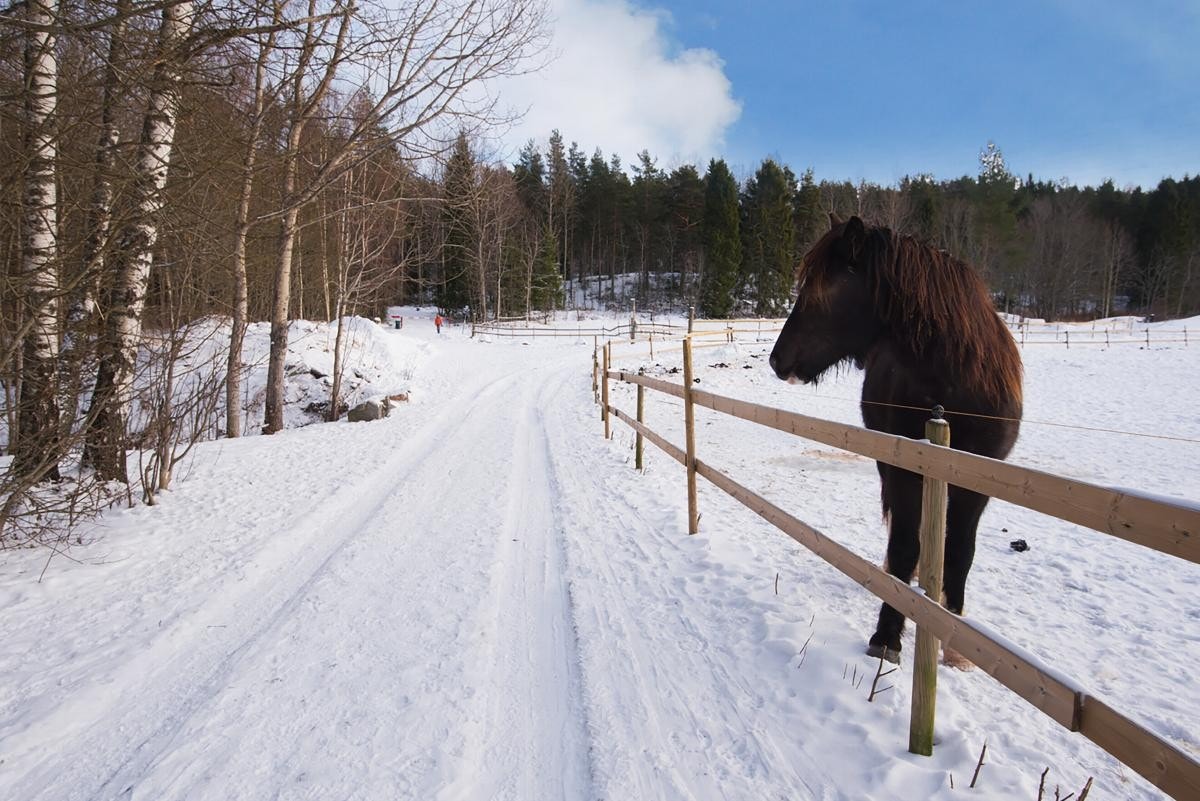 På vei til lysløypa. Galleribilde