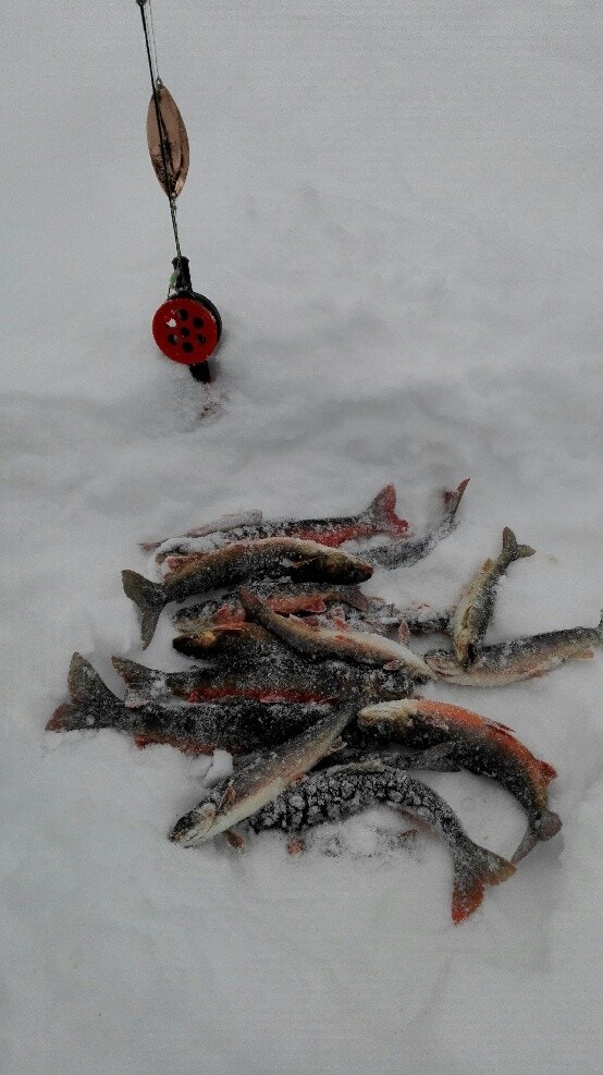 Pilking på Skurdalsfjorden Galleribilde