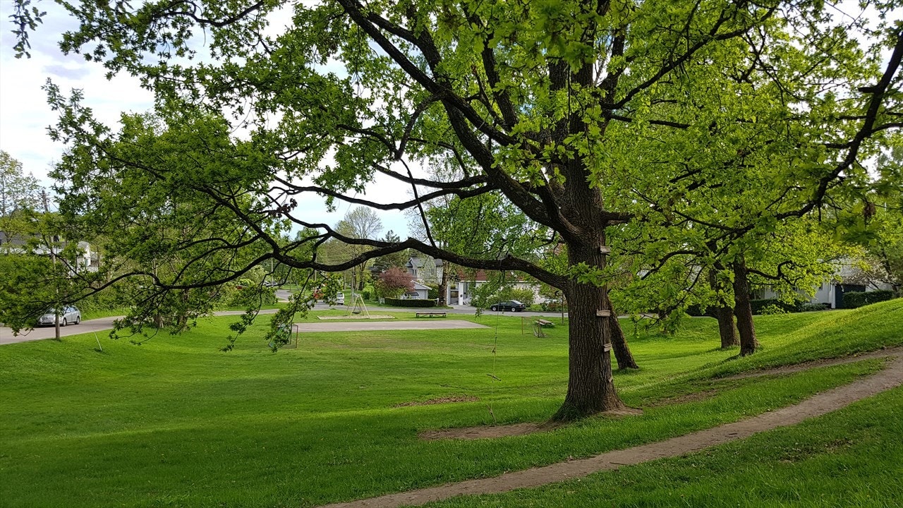 Damefallet på sommerstid. Galleribilde