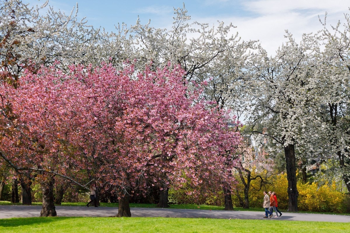 Et steinkast unna finner du også Botanisk Hage som kanskje er Oslos flotteste park. Galleribilde