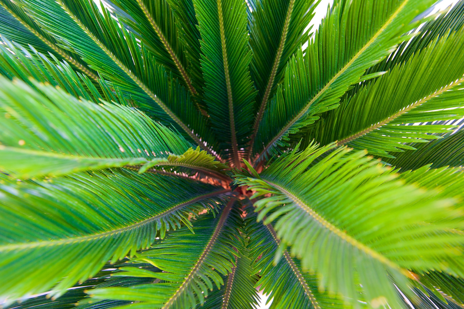 Grønt og frodig Galleribilde