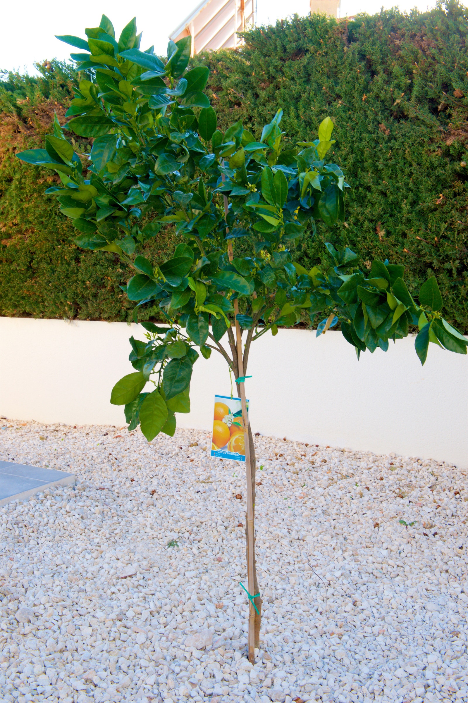 Appelsintre Galleribilde