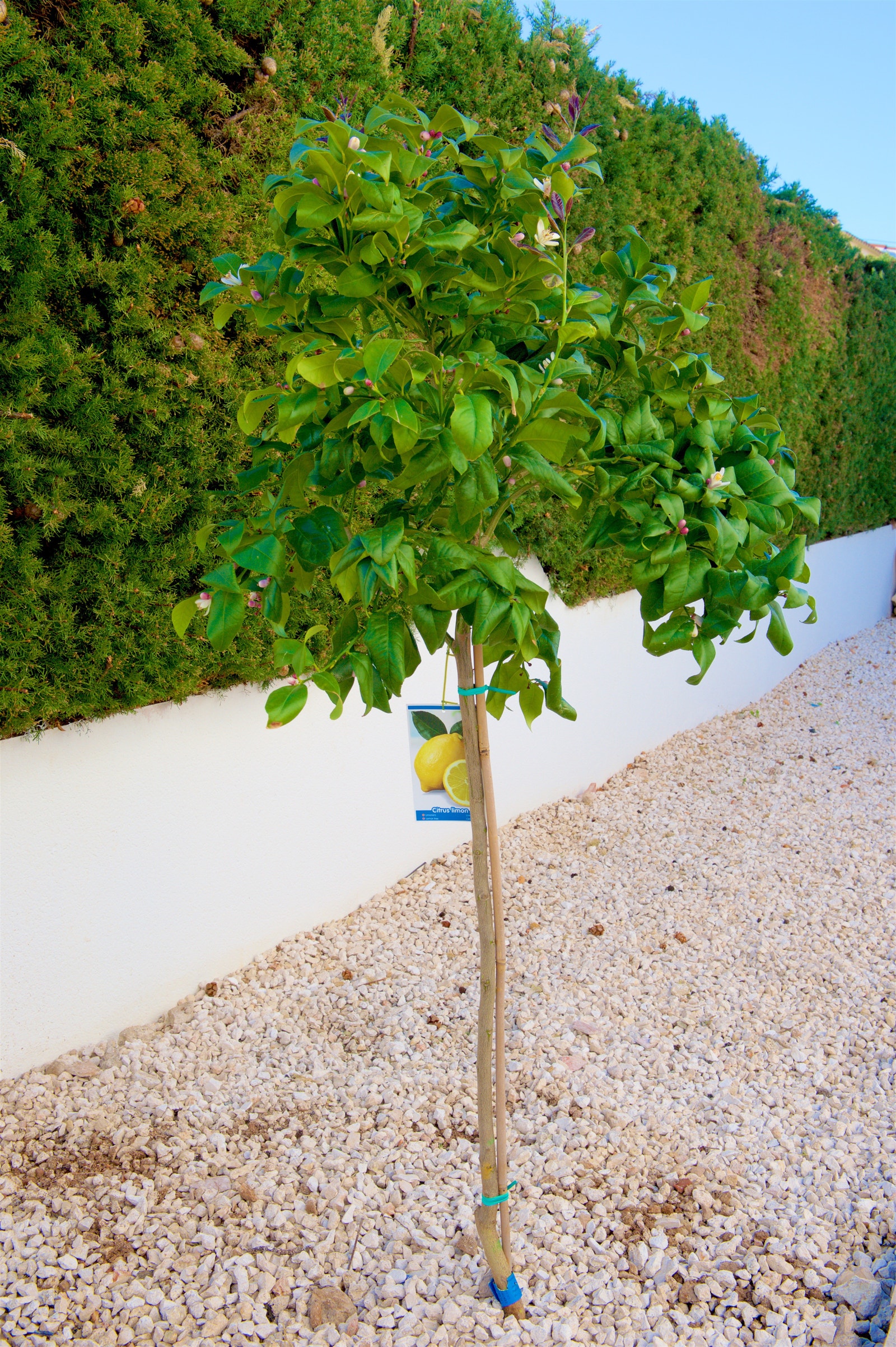 Sitrontre Galleribilde