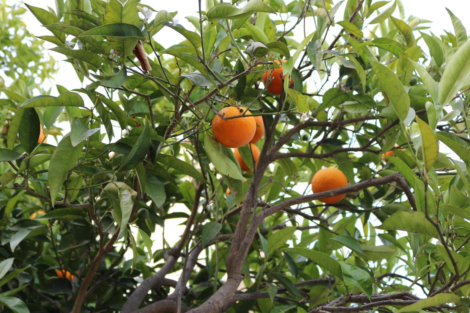 Appelsiner Galleribilde