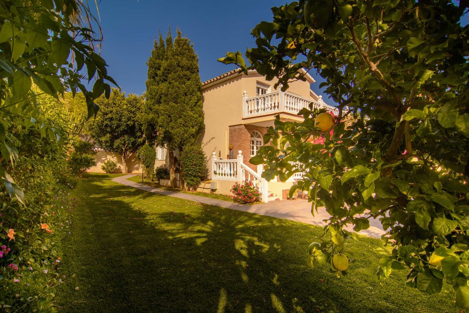 Hage med sitron og appelsin tre Galleribilde