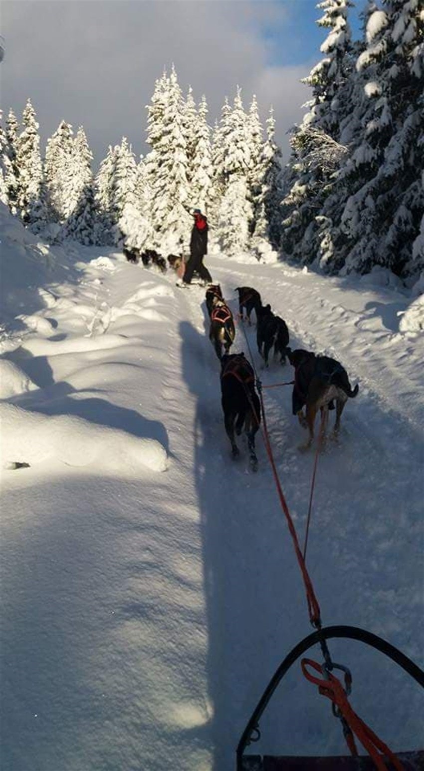 Hundespann. Galleribilde