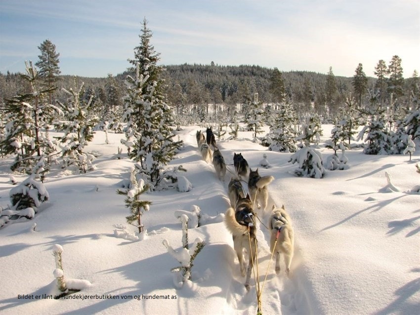 Rendalen egner seg ypperlig til hundekjøring. Galleribilde