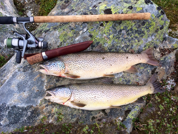 Flott ørret i fjellet er mulig å få. Galleribilde