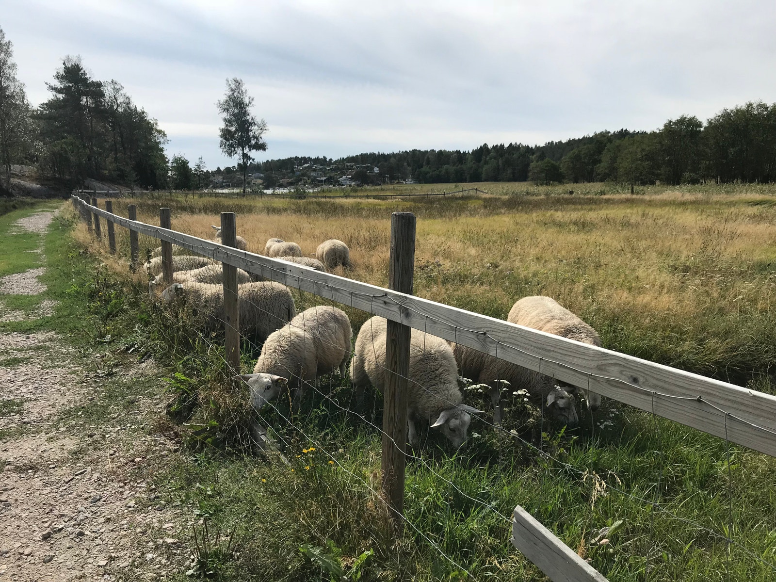 Sommergjester på Fjelle Galleribilde