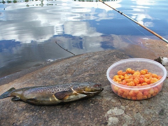 Fisk og multer fra Lygna-området Galleribilde