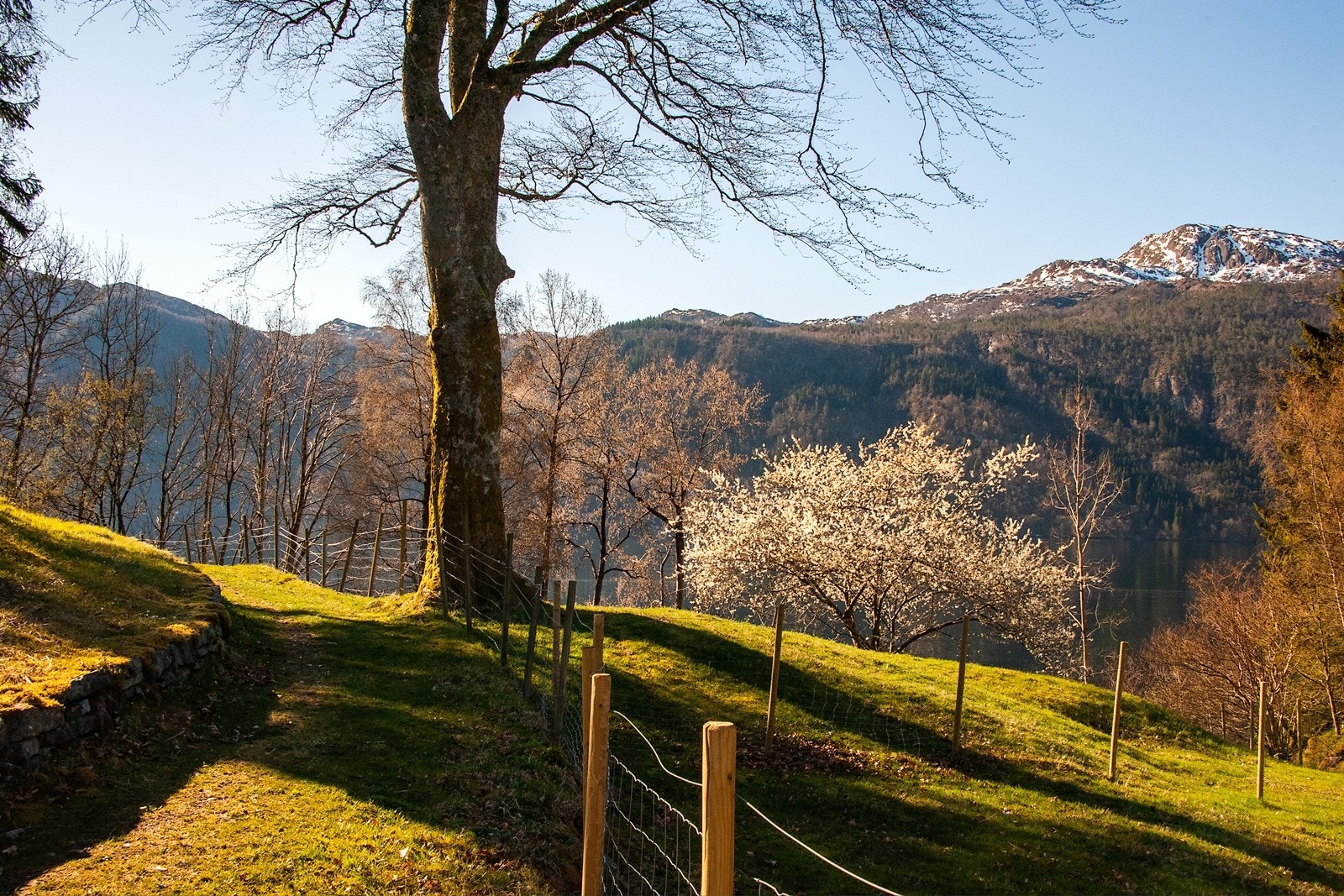 Tursti og inngjerdet beiteområde Galleribilde