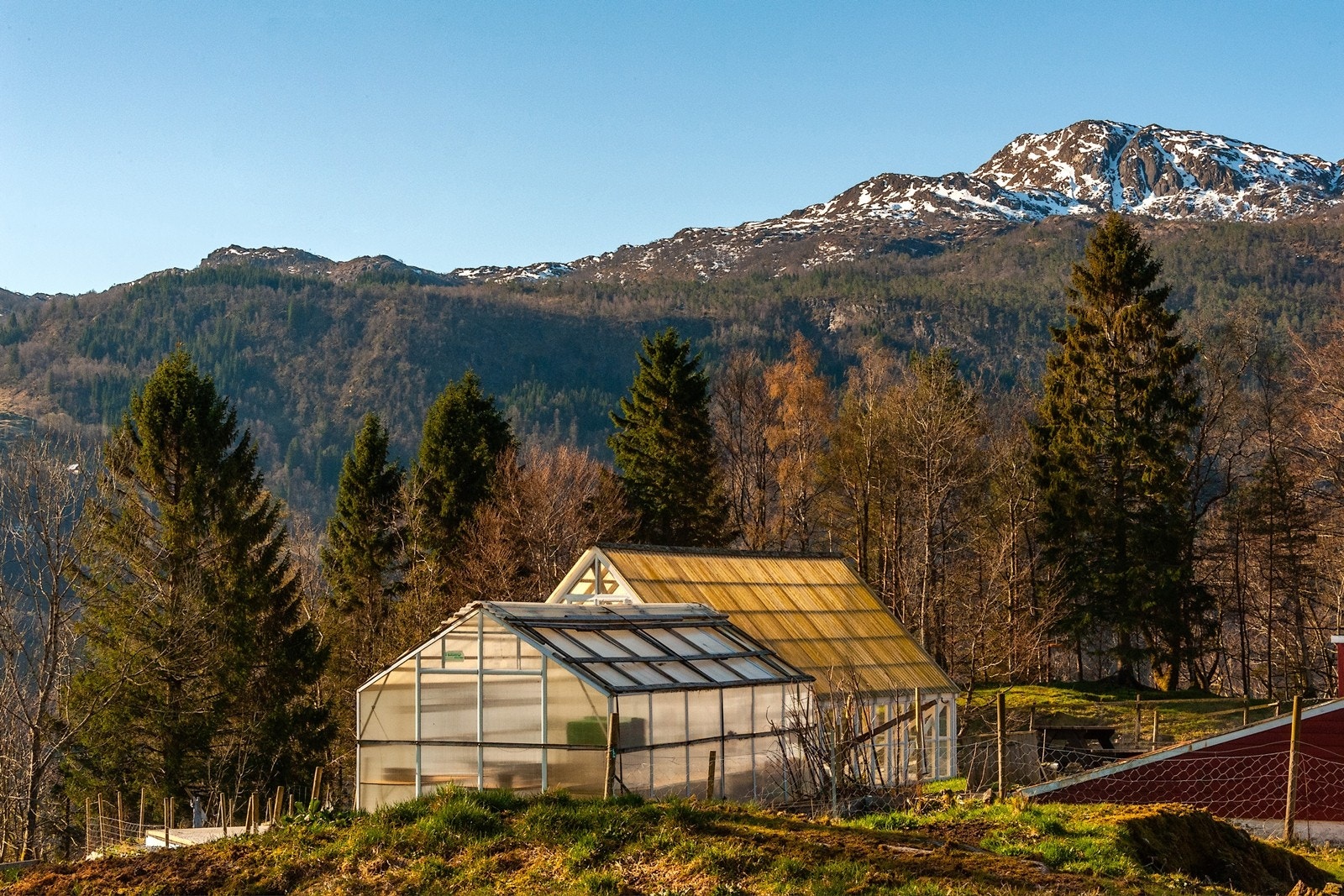 Drivhus Galleribilde