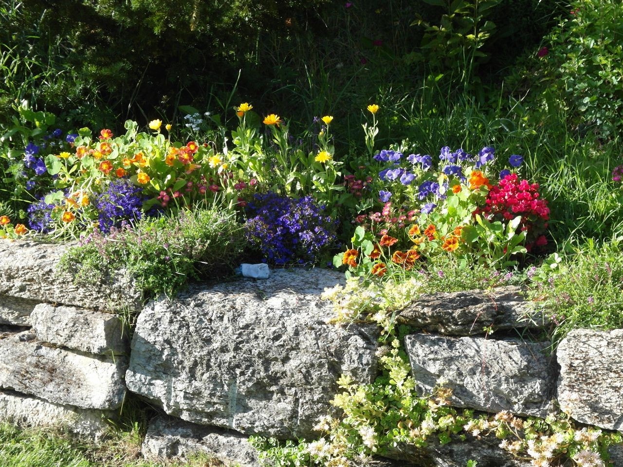 Blomster og stein Galleribilde
