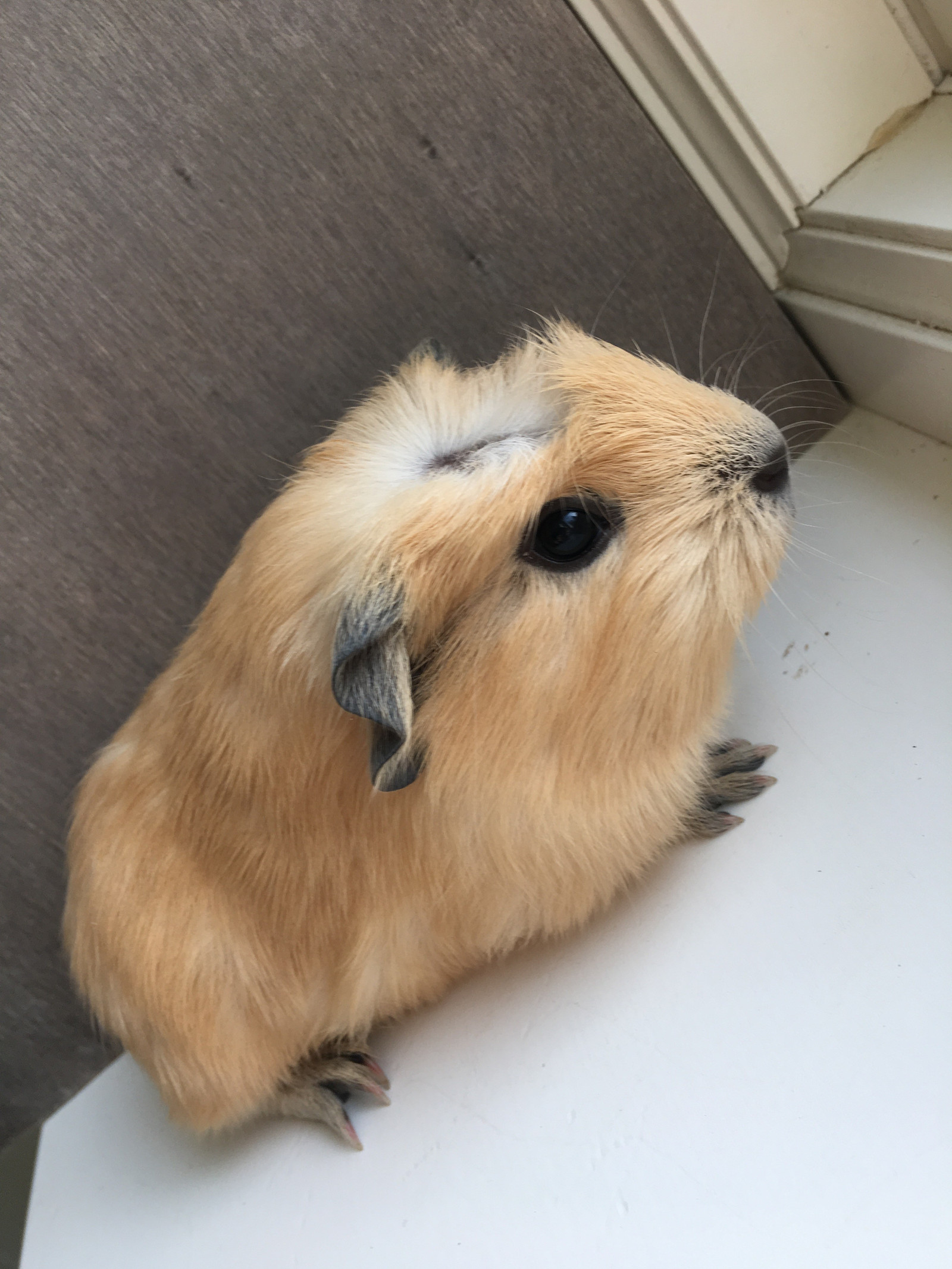 hamster voksen nettsidelesbisk sex kjærlighet å gjøre