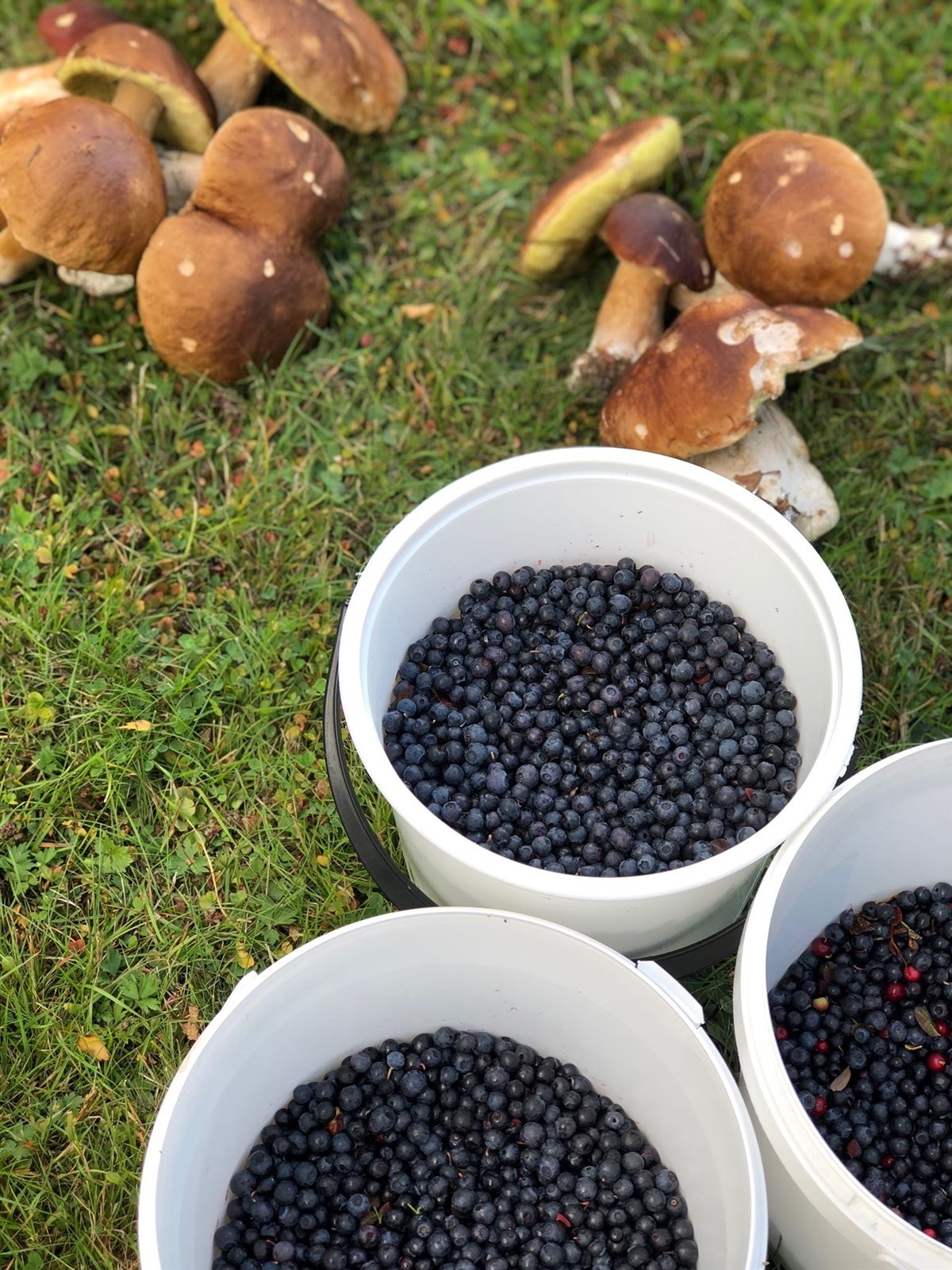 Selgers private bilder. Galleribilde