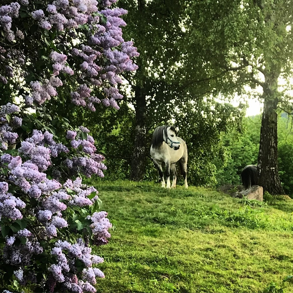 Rett og slett...idyllisk. Galleribilde