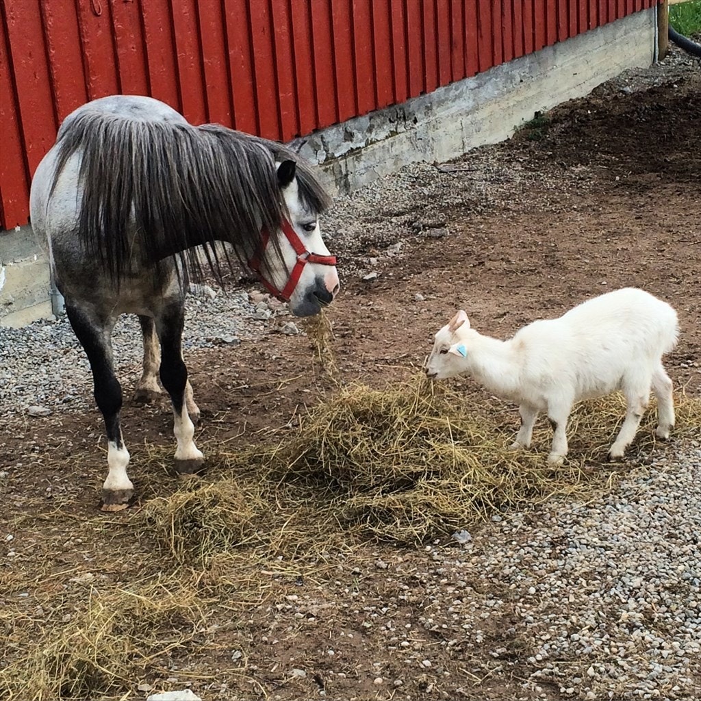 Her koser dyrene seg. Galleribilde