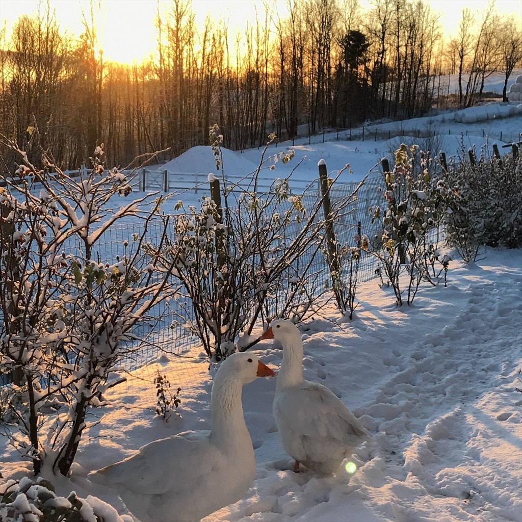 Vinter- og julestemning. Galleribilde