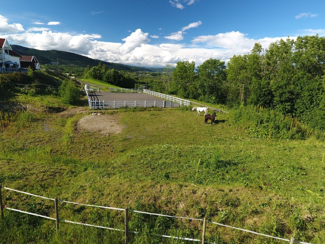 Fantastiske forhold for hester. Galleribilde