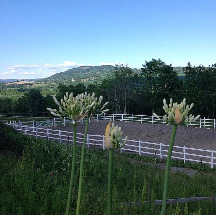 Flott ridebane Galleribilde