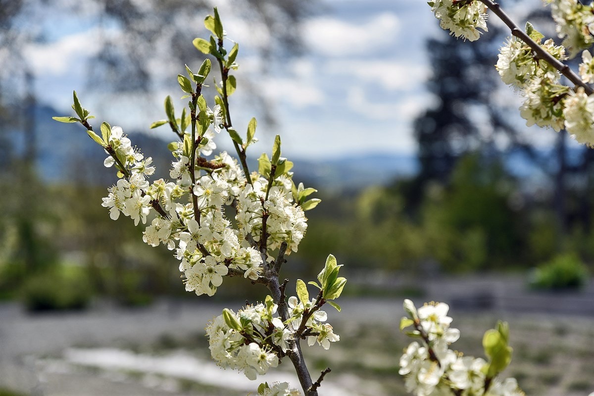 Detalj. Galleribilde