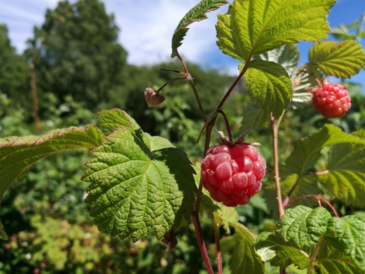 Detalj. Galleribilde