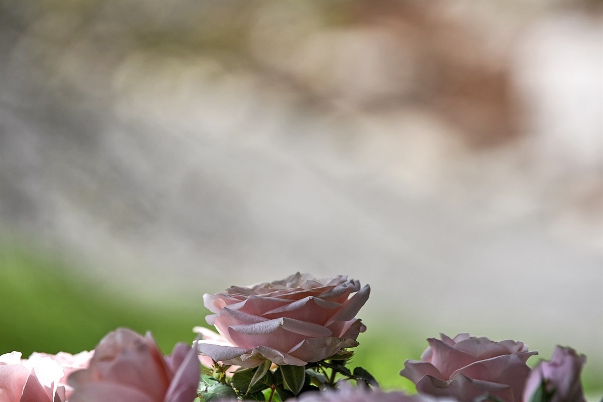 Detalj. Galleribilde